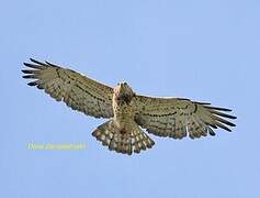 Short-toed Snake Eagle