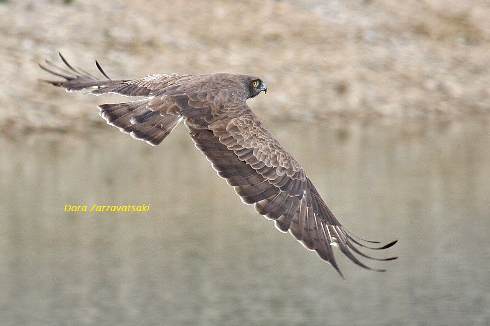 Short-toed Snake Eagle