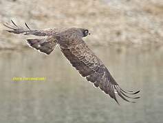 Short-toed Snake Eagle