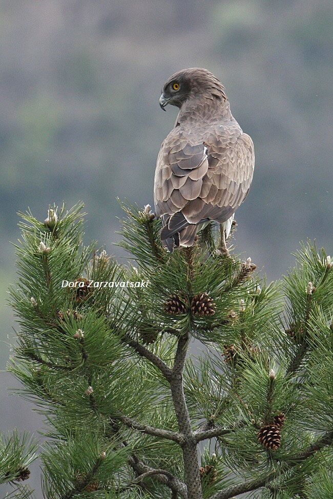 Short-toed Snake Eagle