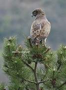 Short-toed Snake Eagle