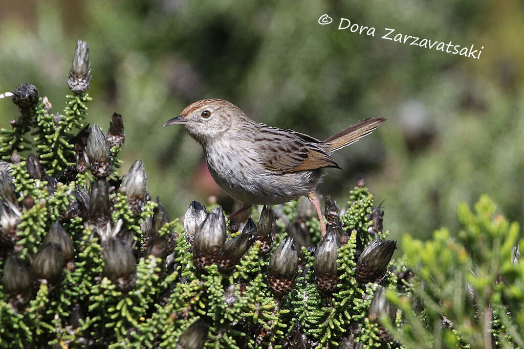 Grey-backed Cisticolaadult