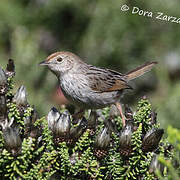 Grey-backed Cisticola