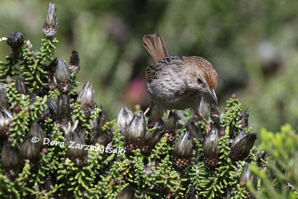 Grey-backed Cisticolaadult