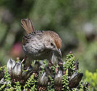 Grey-backed Cisticola