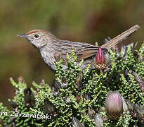 Grey-backed Cisticola