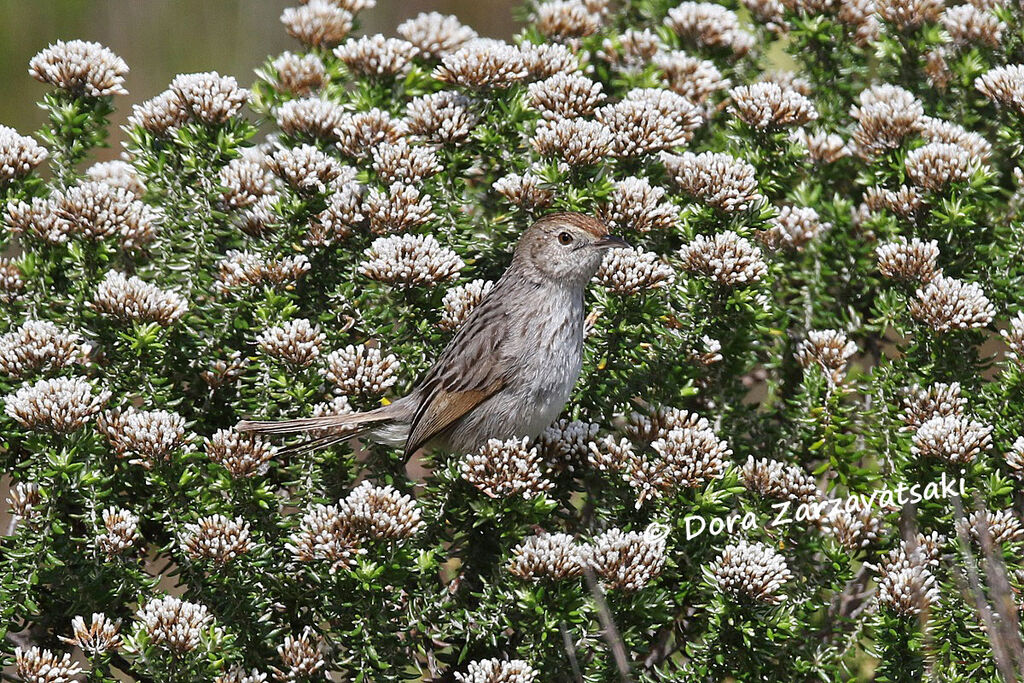 Grey-backed Cisticolaadult breeding