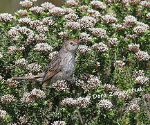 Grey-backed Cisticola