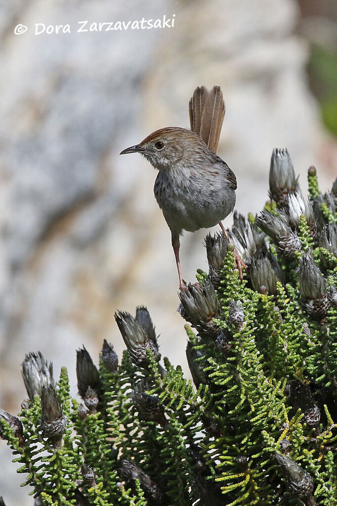 Grey-backed Cisticolaadult