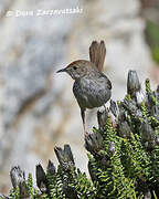 Grey-backed Cisticola