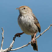 Grey-backed Cisticola