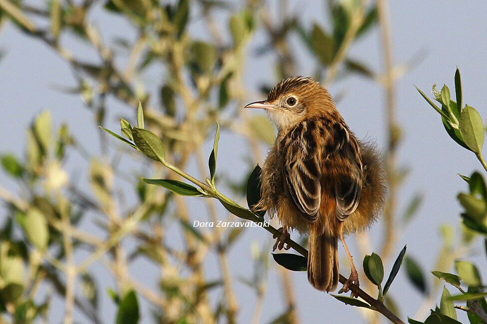 Zitting Cisticola