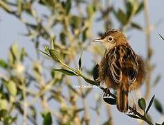 Zitting Cisticola