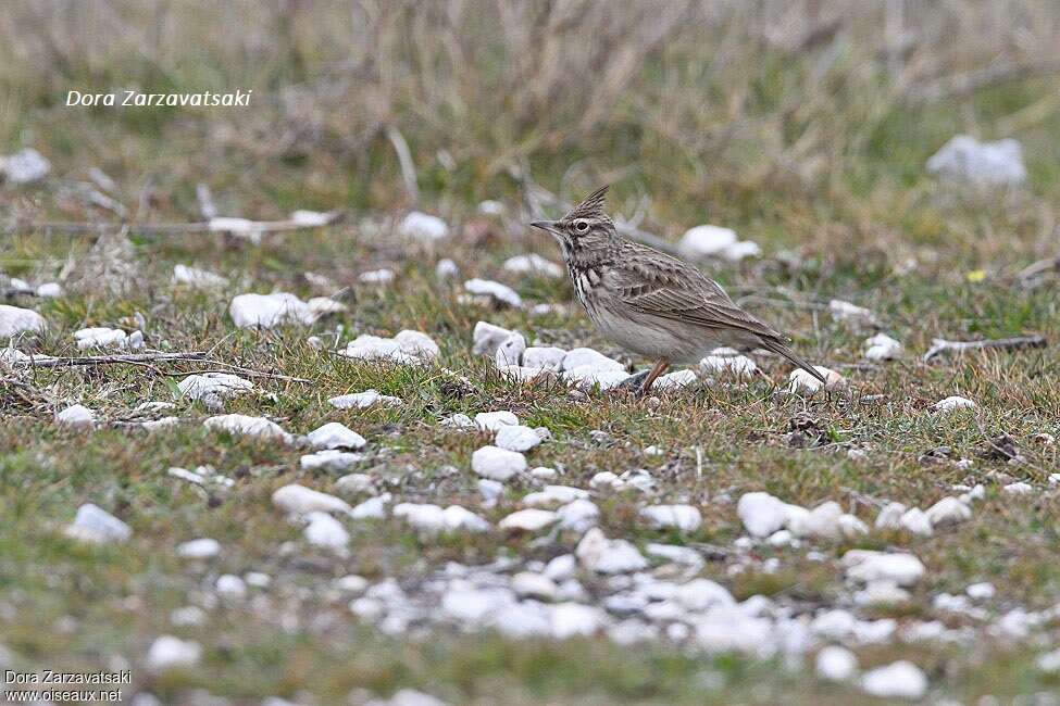 Cochevis huppéadulte, habitat, pigmentation