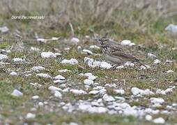 Crested Lark