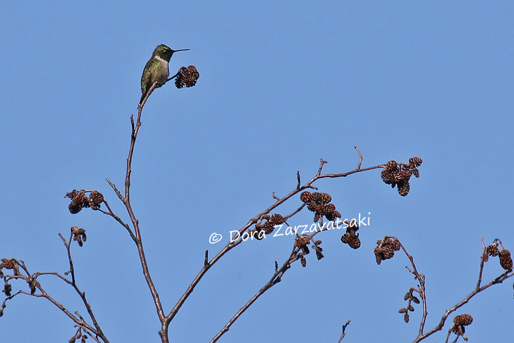 Colibri à gorge rubis