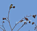 Colibri à gorge rubis