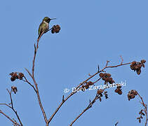 Ruby-throated Hummingbird