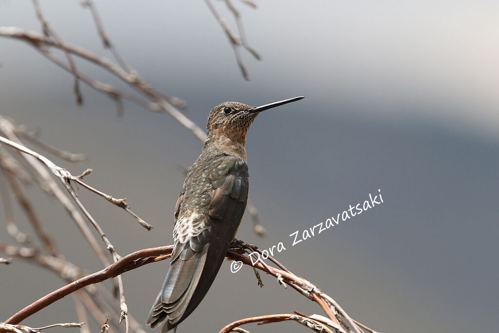 Colibri géant femelle adulte, identification