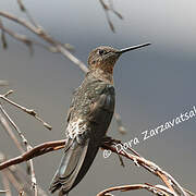 Giant Hummingbird