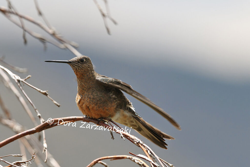 Giant Hummingbird female adult, identification