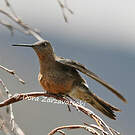 Colibri géant