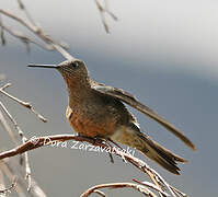 Giant Hummingbird