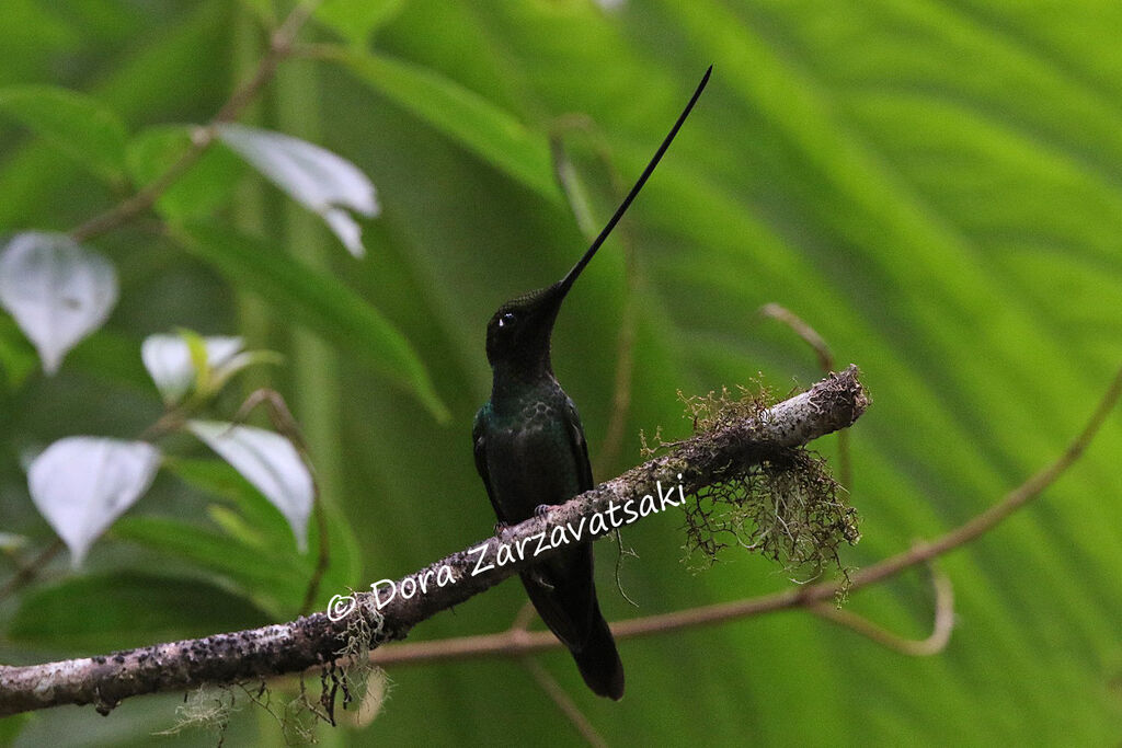 Colibri porte-épéeadulte, identification