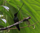 Colibri porte-épée