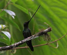 Sword-billed Hummingbird