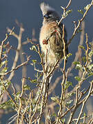 White-backed Mousebird