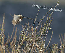 White-backed Mousebird