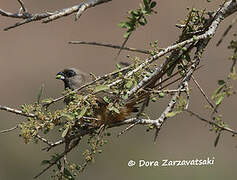 Speckled Mousebird