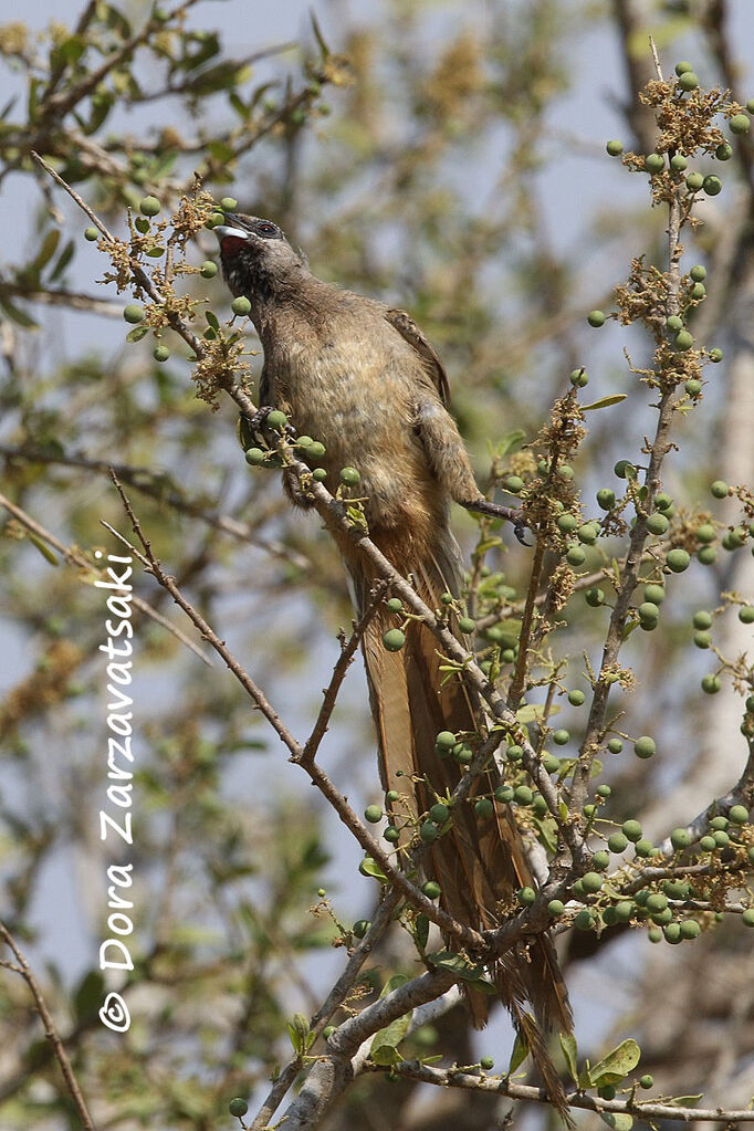 Coliou rayéadulte, mange