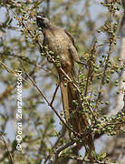 Speckled Mousebird