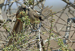 Speckled Mousebird