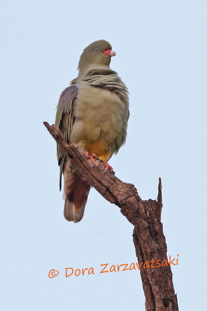 African Green Pigeonadult breeding