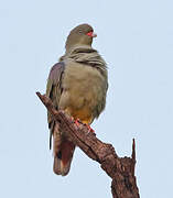 African Green Pigeon