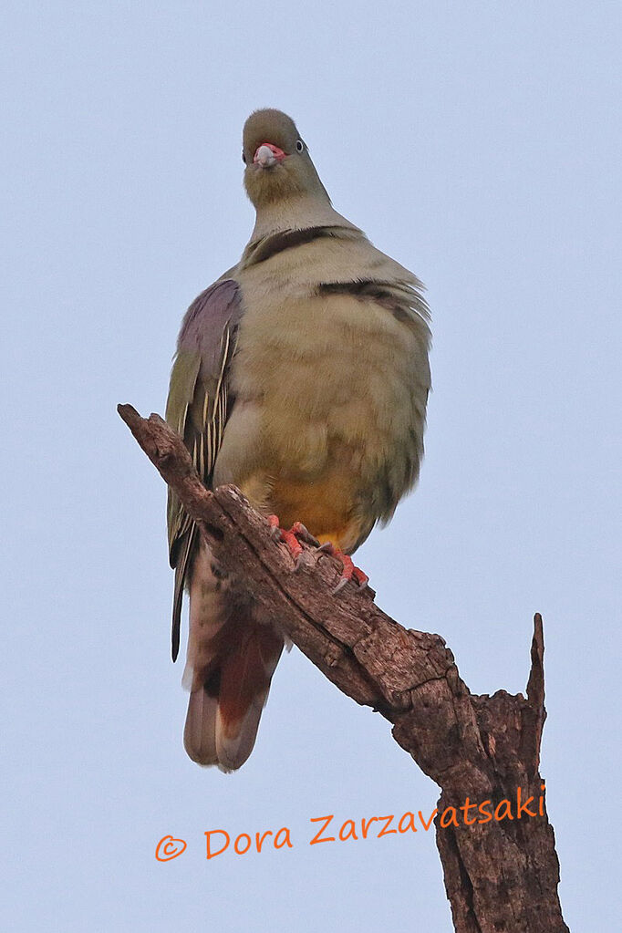 African Green Pigeonadult