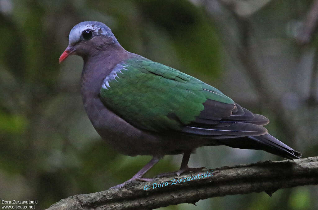 Common Emerald Dove male adult, close-up portrait