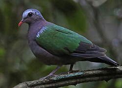 Common Emerald Dove