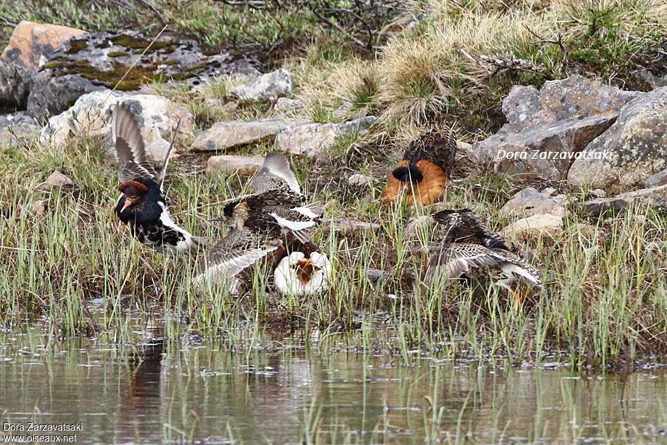 Ruffadult breeding, habitat, courting display