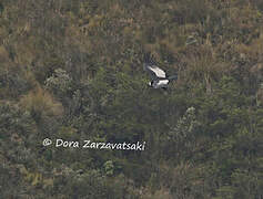 Andean Condor