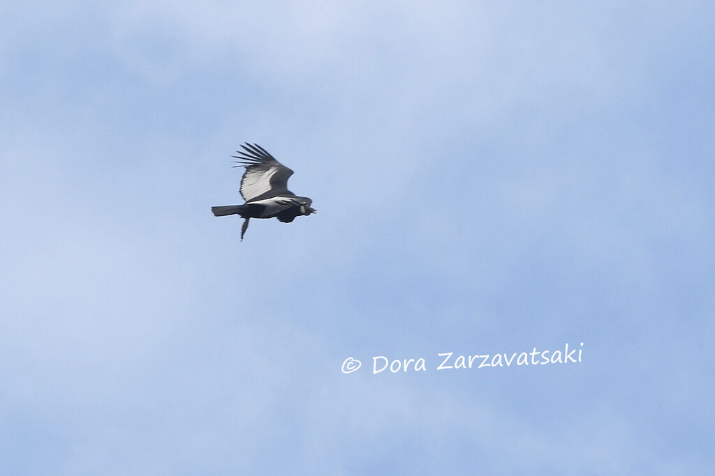 Condor des Andesadulte, Vol