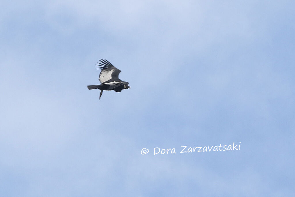 Andean Condoradult, Flight