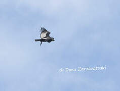 Andean Condor