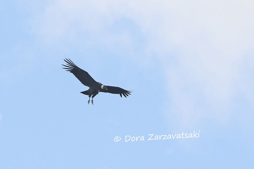 Condor des Andesadulte, Vol