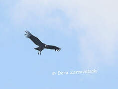 Andean Condor