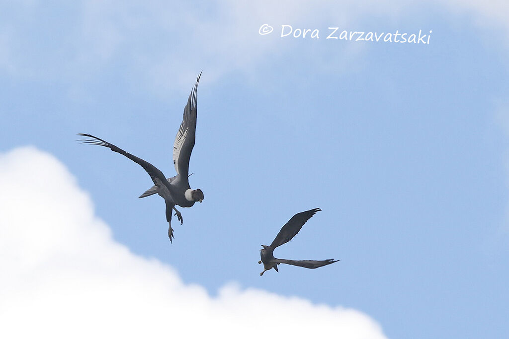 Condor des Andesadulte, Vol