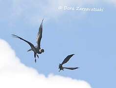 Andean Condor